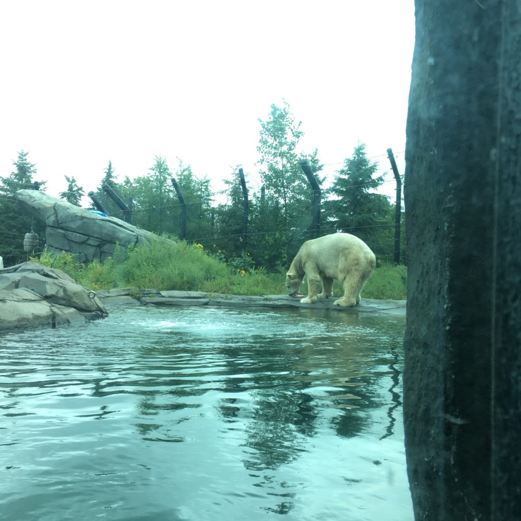 Polar Bears at Como Zoo