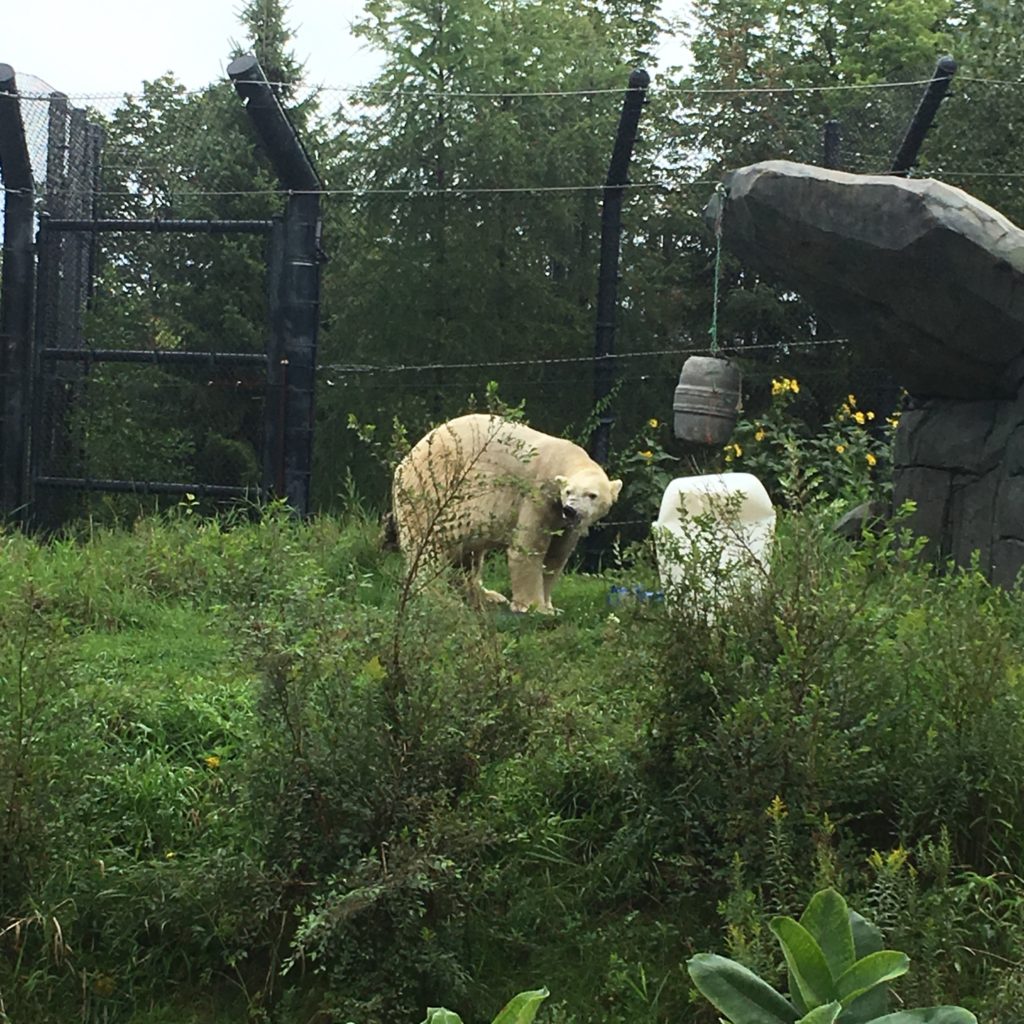 Polar Bears Enjoying Enrichment at Como Zoo